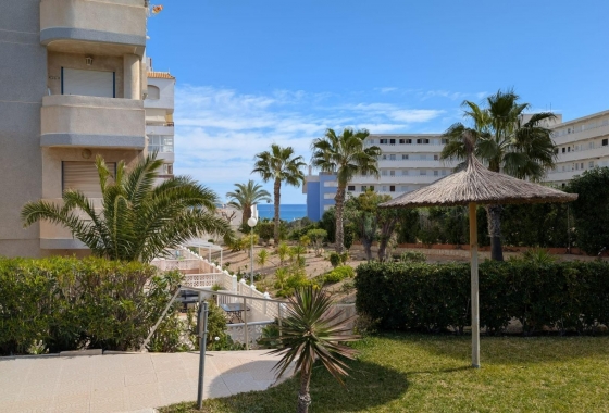 Estudio - Reventa - Torrevieja - DOM - 7017 
