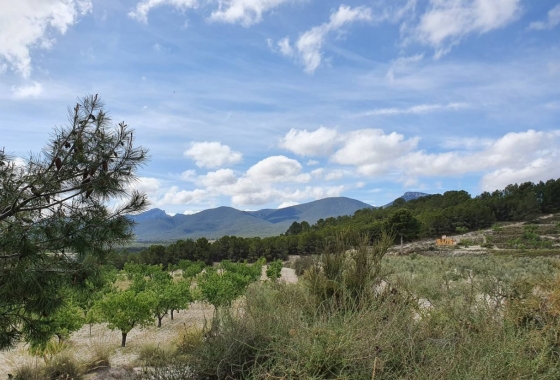 Rynek Wtórny - Willa - Castalla
